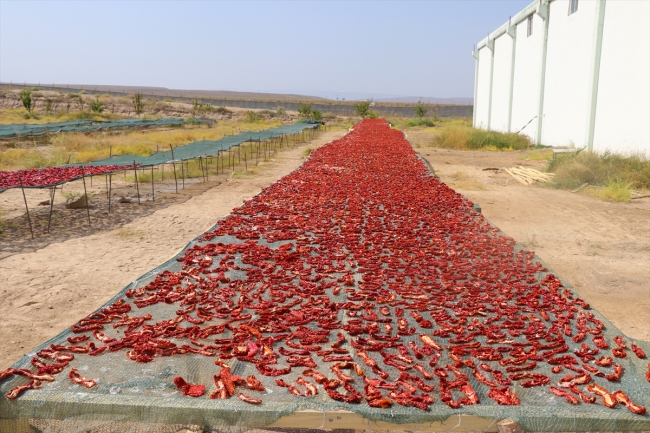 Iğdır'ın "domates kurusu" Avrupa pazarında